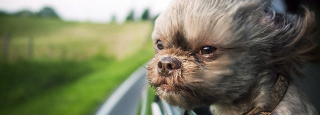 Perigo, cachorro solto!